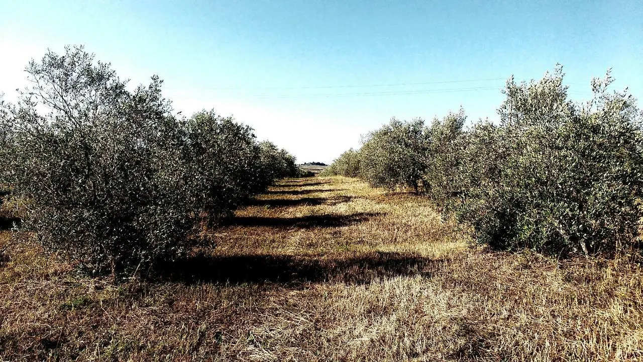 Villa Marrucheto à Giuncarico Italie